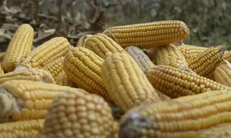 CBOT玉米可能测试4.655美元的支撑位