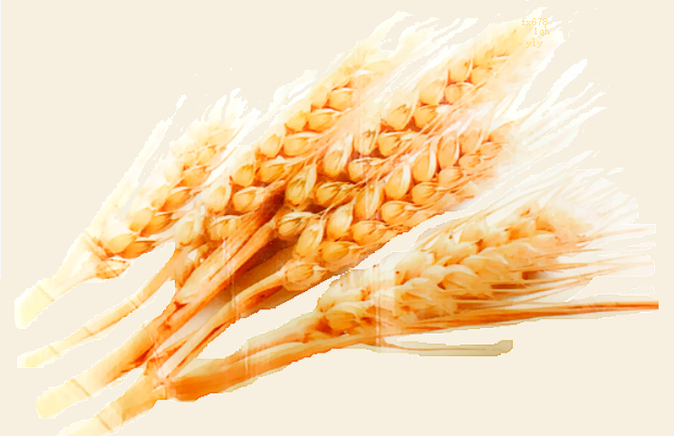 美国小麦价格飙升至10个月新高，伊利诺伊州产量预测引关注！