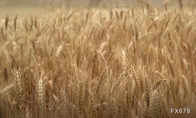 黑海小麦供应担忧加剧，巴黎小麦价格创一年多来新高